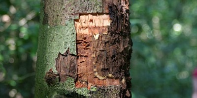 Что корица может (и не может) сделать для вас