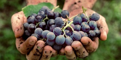 10 причин есть больше винограда