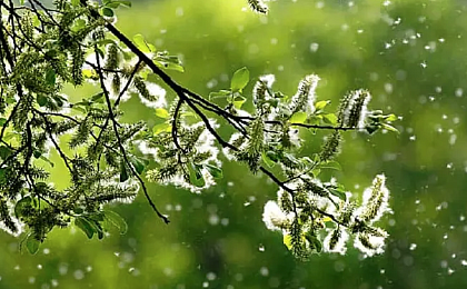 Аллергии на пыльцу. Обзор.