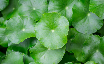 Вирус герпеса