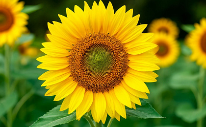 Умные лекарственные растения, которые работают там где они нужны