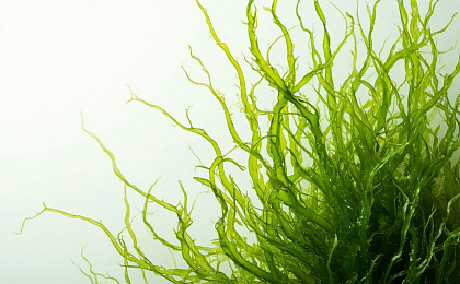 Астаксантин-мощный  антиоксидант и его роль для организма