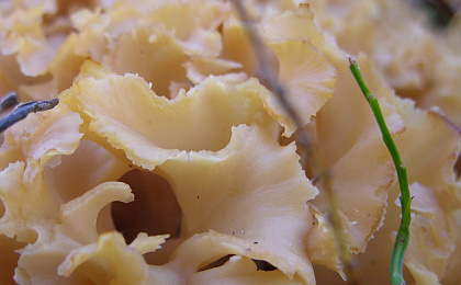 Сила Спарассиса для вашей кожи