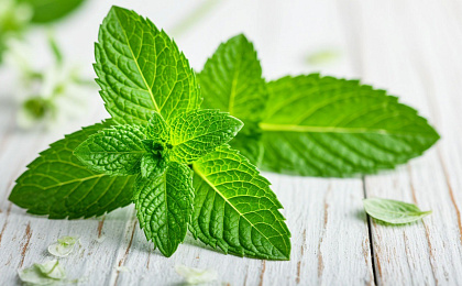 Что такое мята перечная?