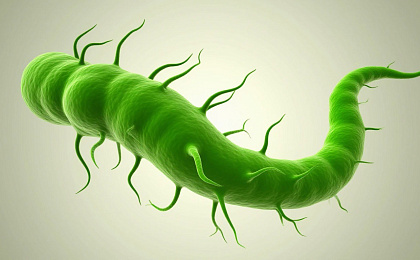 Хеликобактер пилори – главная опасность для желудка