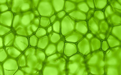 Хлорофилл – источник энергии и здоровья