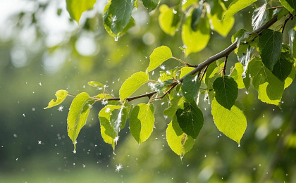 Аллергии на пыльцу. Обзор.