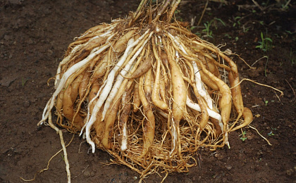 Шатавари от полового созревания до менопаузы