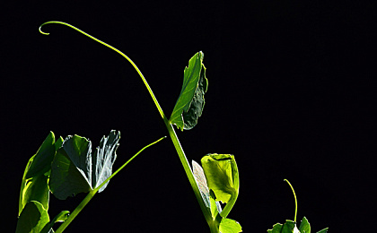 Висцеральный жир и его влияние на организм