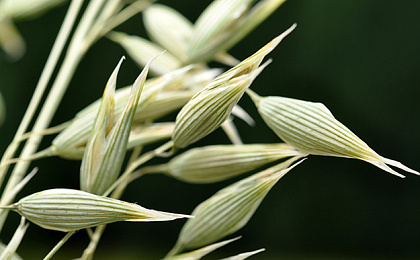 Роль дофамина в организме человека