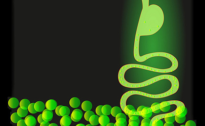 Роль пробиотиков в организме человека