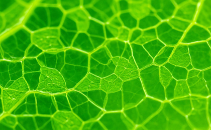 Хлорофилл – источник энергии и здоровья