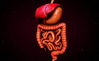 Кишечник и его здоровье