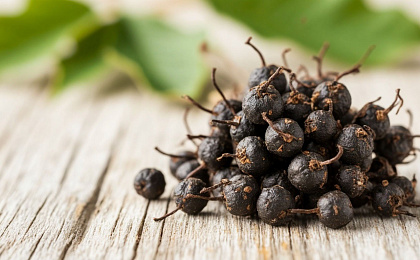 Польза от элеутерококка