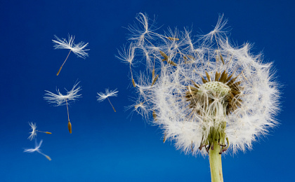 Поллиноз: причины, симптомы и методы лечения патологии