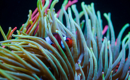 Экзема и пути ее лечения