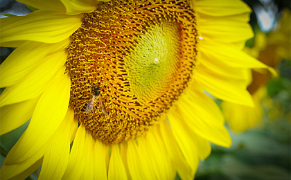 Умные лекарственные растения, которые работают там где они нужны